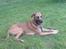Blanding af racer Grand danois og Dobermann