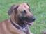 Blanding af racer Grand danois og Dobermann