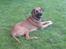 Blanding af racer Grand danois og Dobermann