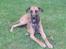 Blanding af racer Grand danois og Dobermann