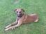 Blanding af racer Grand danois og Dobermann