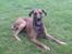 Blanding af racer Grand danois og Dobermann