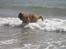 Leonberger Weika`s Hess