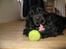 Cocker spaniel Balder - Balder 15 måneder
