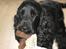 Cocker spaniel Balder - Balder med sin ylings bamse i munden 13 måneder