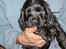 Cocker spaniel Balder - Balder 6 uger