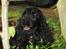 Cocker spaniel Balder - Balder i sverige 15 måneder 