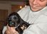Cocker spaniel Balder - Se hvor sød jeg er Balder 4 uger 