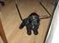 Cocker spaniel Balder - Balder 16 uger 