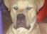 Blanding af racer Rocko