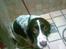 Engelsk springer spaniel tikki  R.I.P - i brusebad,, piv,,