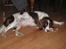 Engelsk springer spaniel tikki  R.I.P - man har da lov til at få en slapper