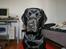Labrador retriever Sofus (Formel 1)