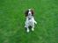 Engelsk springer spaniel tikki  R.I.P - hej kan i finde mig i det grønne..?