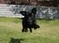 Labrador retriever Sofus (Formel 1)