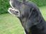 Blanding af racer Nala  R.I.P - ingen udf. - He he hvor jeg hygger mig...
