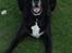 Blanding af racer Nala  R.I.P - ingen udf. - Hey....