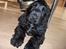 Cocker spaniel Balder - Balder 4 mdr