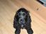 Cocker spaniel Balder - Balder 4 mdr