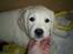 Golden retriever Mondo ( R.I.P. ) - Ca. 6 uger gammel