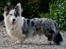 Welsh corgi cardigan Snuggi