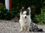 Welsh corgi cardigan Snuggi