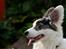 Welsh corgi cardigan Snuggi