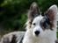Welsh corgi cardigan Snuggi