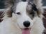Welsh corgi cardigan Snuggi