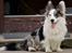 Welsh corgi cardigan Snuggi