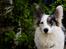 Welsh corgi cardigan Snuggi