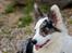 Welsh corgi cardigan Snuggi