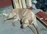 Labrador retriever Pongo