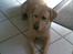 Labrador retriever Pongo