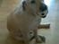 Labrador retriever Pongo