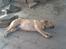 Labrador retriever Pongo