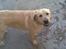 Labrador retriever Pongo