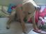 Labrador retriever Pongo