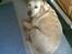 Labrador retriever Pongo
