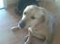 Labrador retriever Pongo