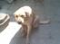 Labrador retriever Pongo