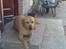 Labrador retriever Pongo