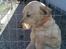 Labrador retriever Pongo