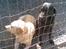 Labrador retriever Pongo - Endu et billed hvor han er sammen med sin mor