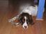 Engelsk springer spaniel tikki  R.I.P - mig