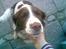 Engelsk springer spaniel tikki  R.I.P - jeg sover næsten,,