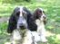 Cocker spaniel Mika - Lille Mika med Maggie i baggrunden