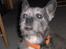 Blanding af racer Buster R.I.P.