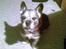 Blanding af racer Buster R.I.P.