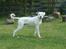 Blanding af racer Bamse R.I.P - fin og flot.